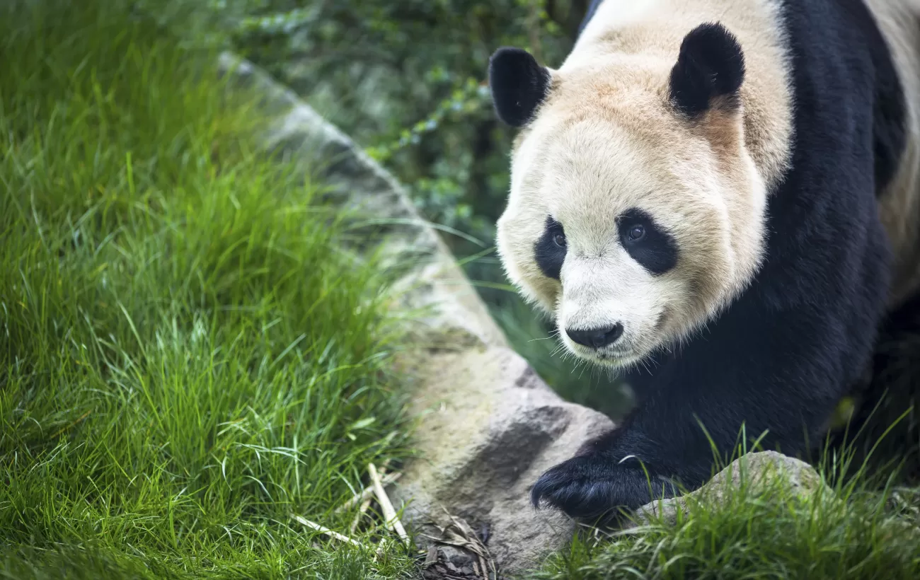 Chengdu