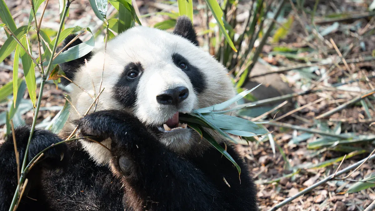 Chengdu Panda
