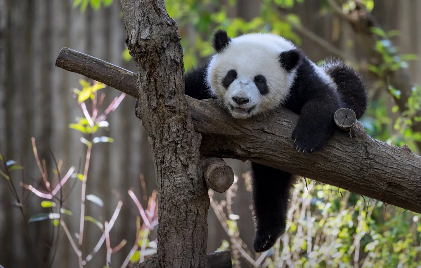 CHENGDU PANDA