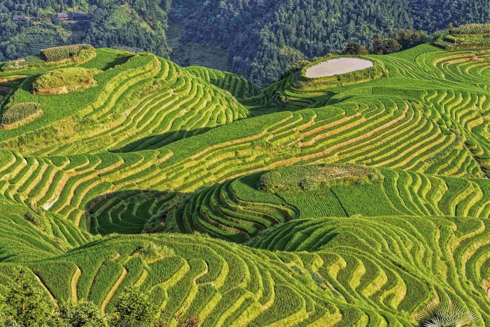 龙脊梯田