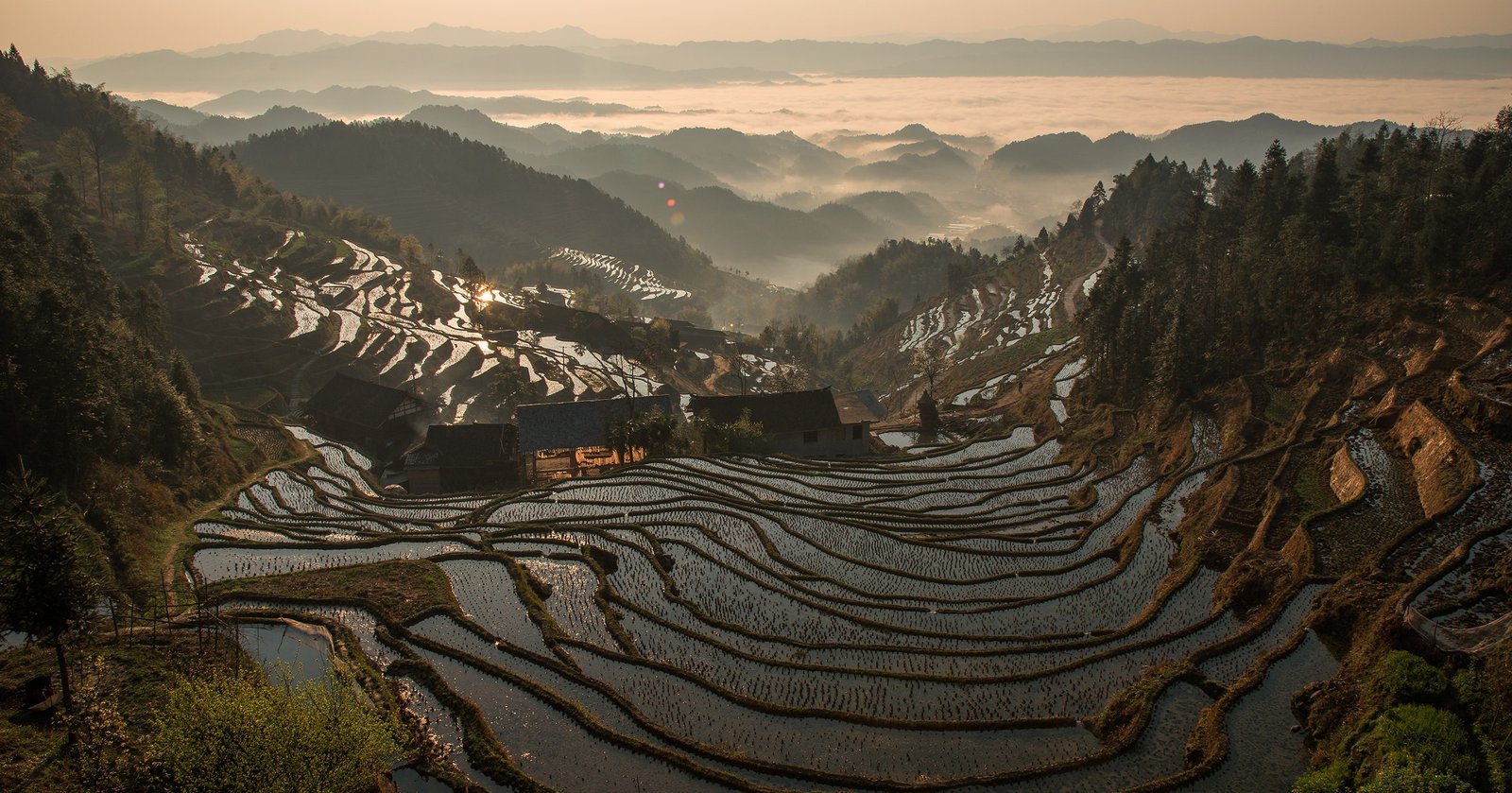 紫鹊界梯田