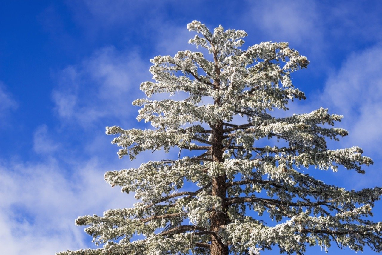 Rime Ice Tree