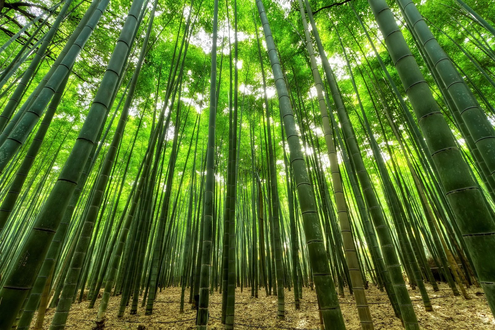 TOUR CHINA - TOURCHINA - CHINESE BAMBOO FOREST