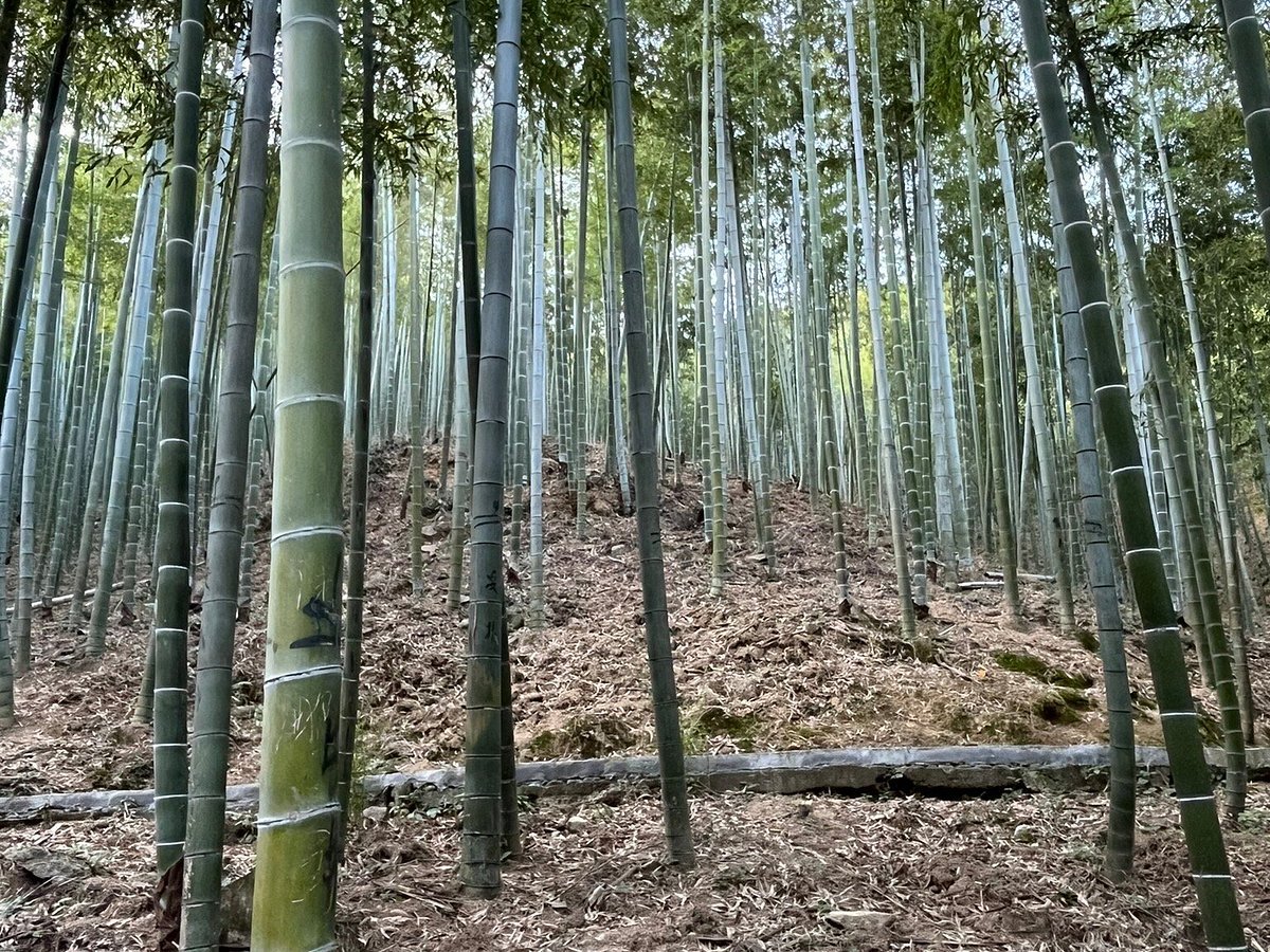 anji bamboo sea
