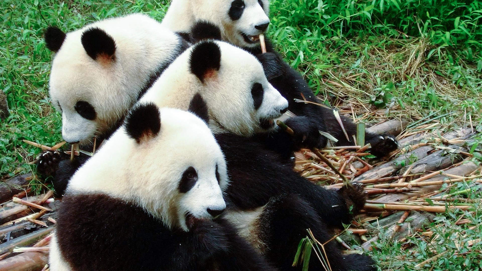 CHENGDU