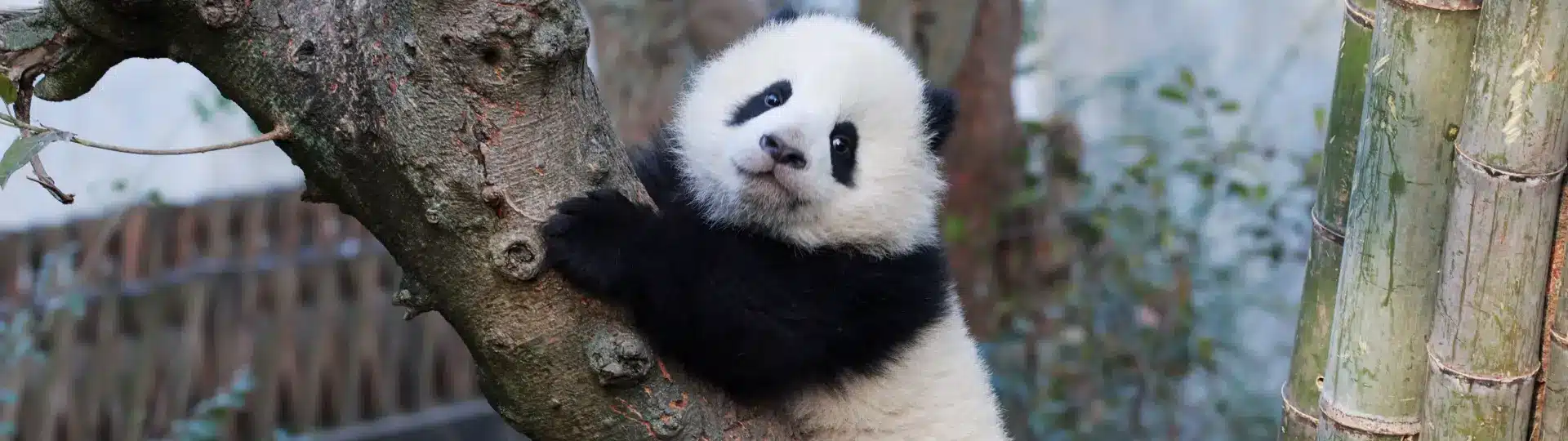 Chengdu Panda winter
