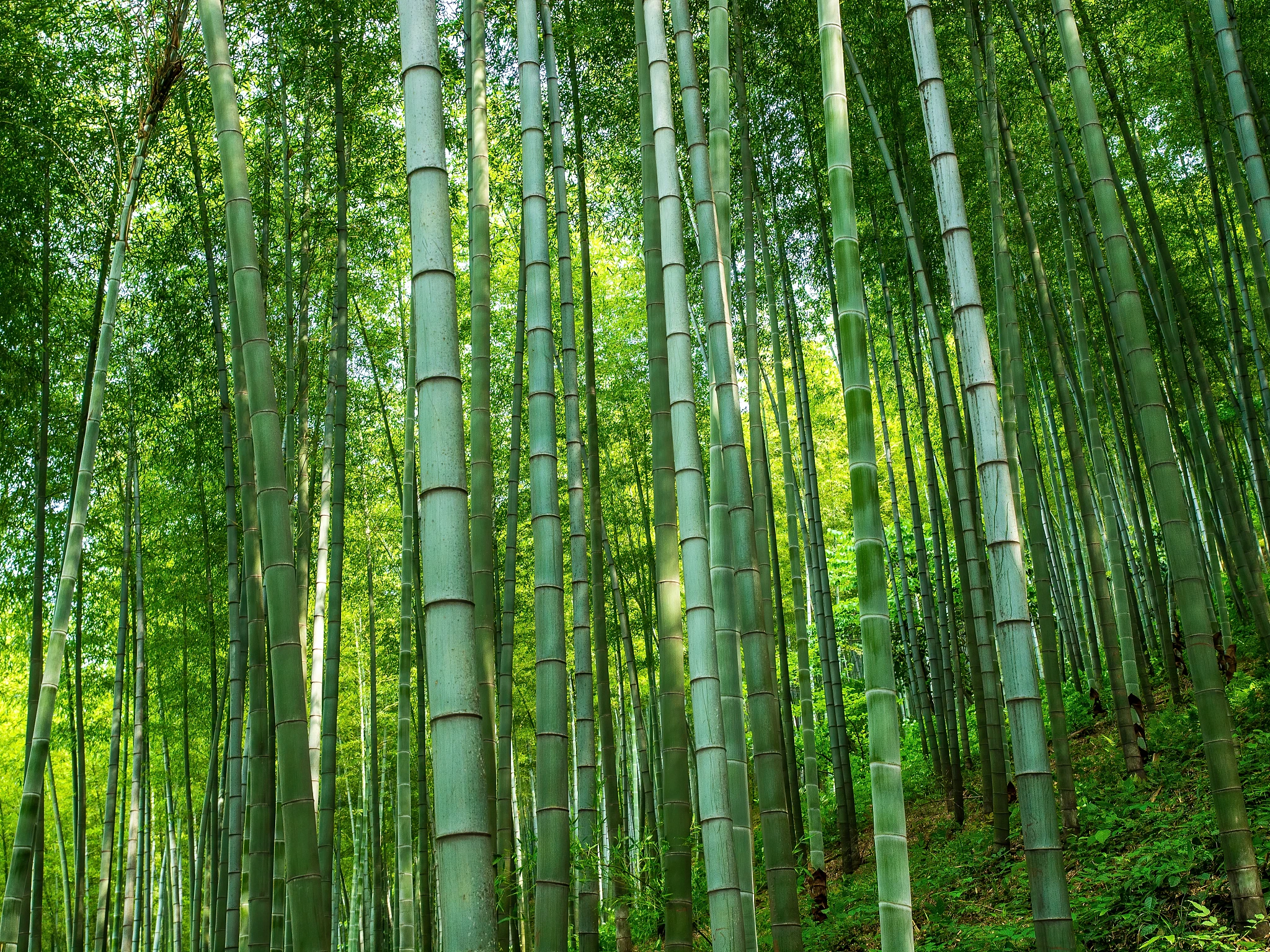yixing bamboo forest