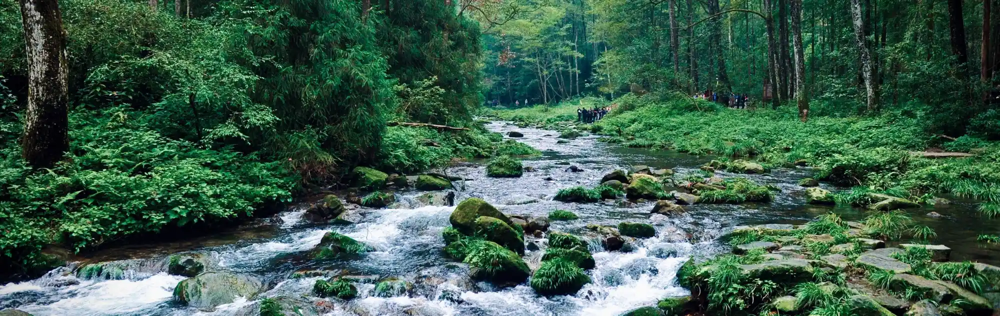 golden whip stream zhangjiajie winter