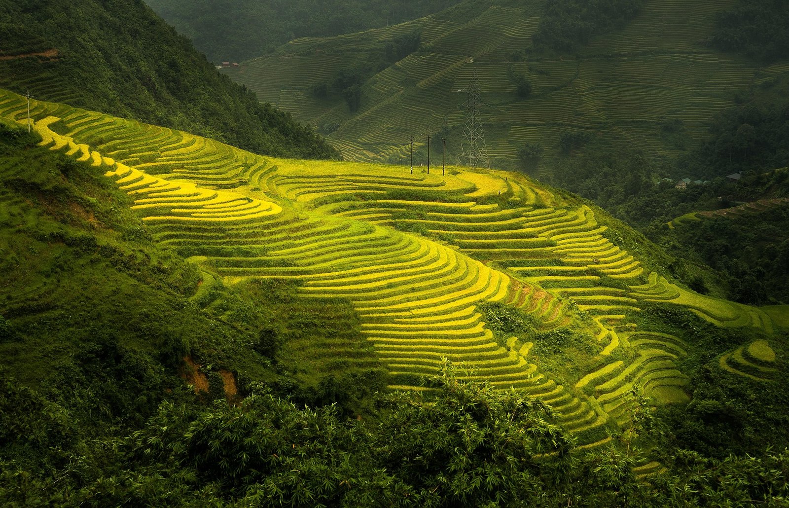 TOUR CHINA - TOURCHINA - CHINESE RICE TERRACE