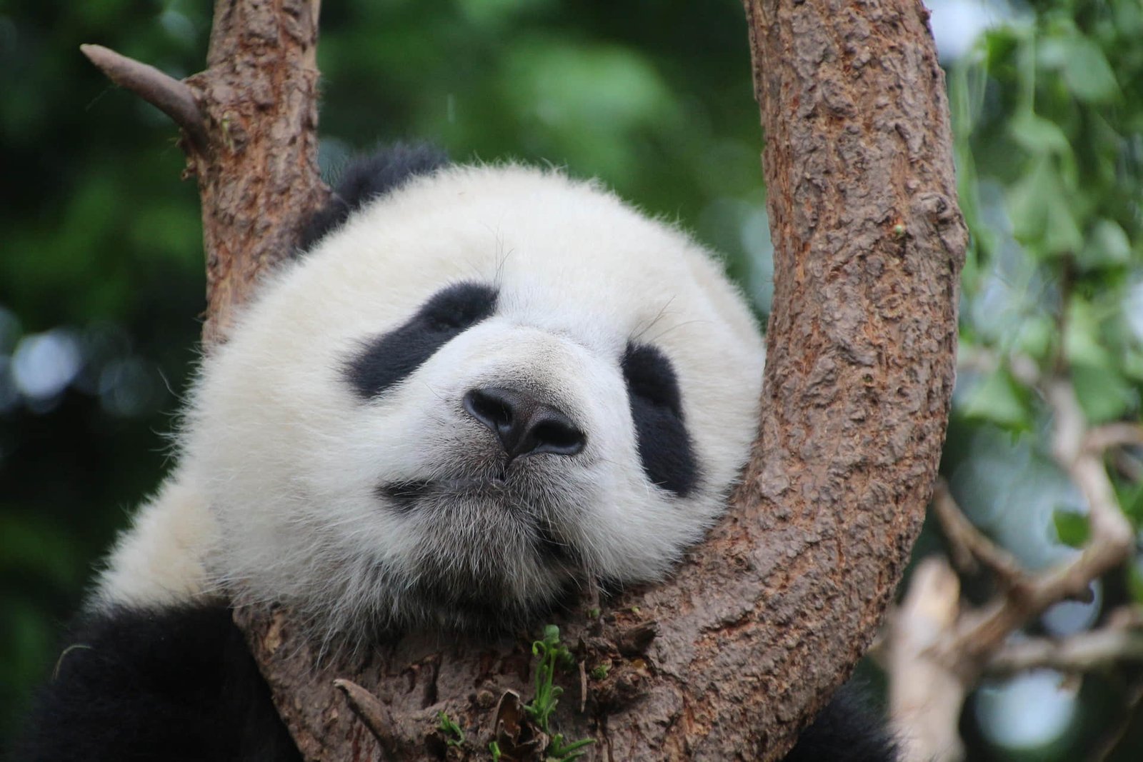 Chengdu Panda