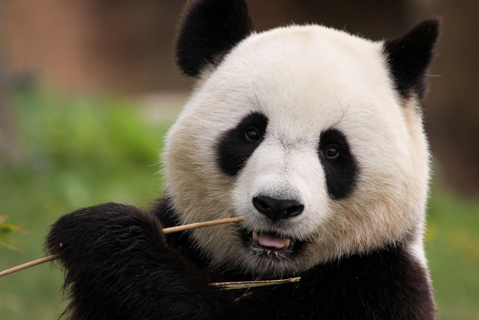 TOURCHINA - TOUR CHINA - ITINERARY 13 HARI CHINA - TOUR PANDA CHINA
