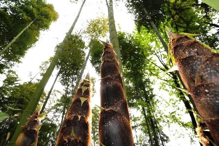 Xianning Star Bamboo Forest