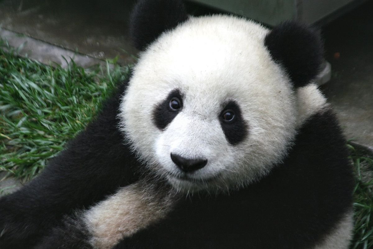 Panda Wolong Sichuan China